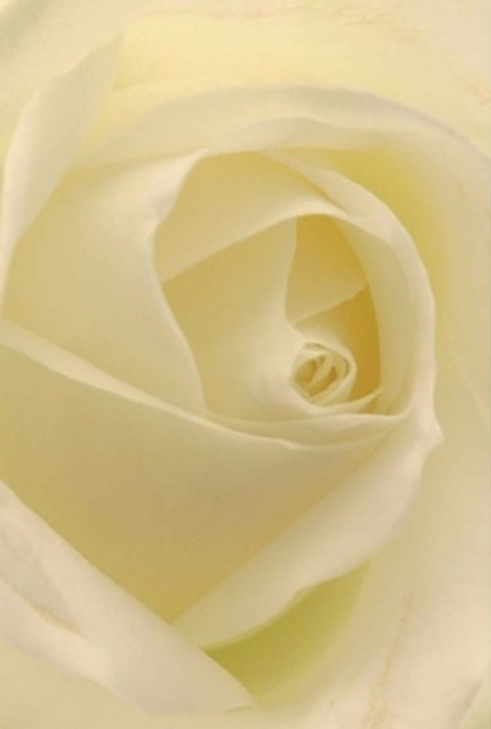 Viewed up close, this classic white rose is a study in gentle contrasts, as creamy petals unspool in soft spirals against a backdrop reminiscent of Noak Hill's serene residential lanes. Hues of chalk white and subtle cream blend seamlessly, suffused with diffused light that recalls peaceful mornings spent under the canopies of local parks. The rose appears to glow softly from within-each petal arranged with precision evocative of the artistry found at Noak Hill Florist, whose bouquets carry a sense of poise and restoration to every home they enter. The core spirals toward near-perfection, embodying a tranquil resilience ideal for wedding centrepieces, personal gestures of reconciliation, or heartfelt tokens of affection within the community. Nuanced shadows and shadings heighten the sense of sophistication, while the barely-there fragrance whispers of serenity. This rose captures the thoughtful, quiet beauty that defines every moment commemorated in Noak Hill.